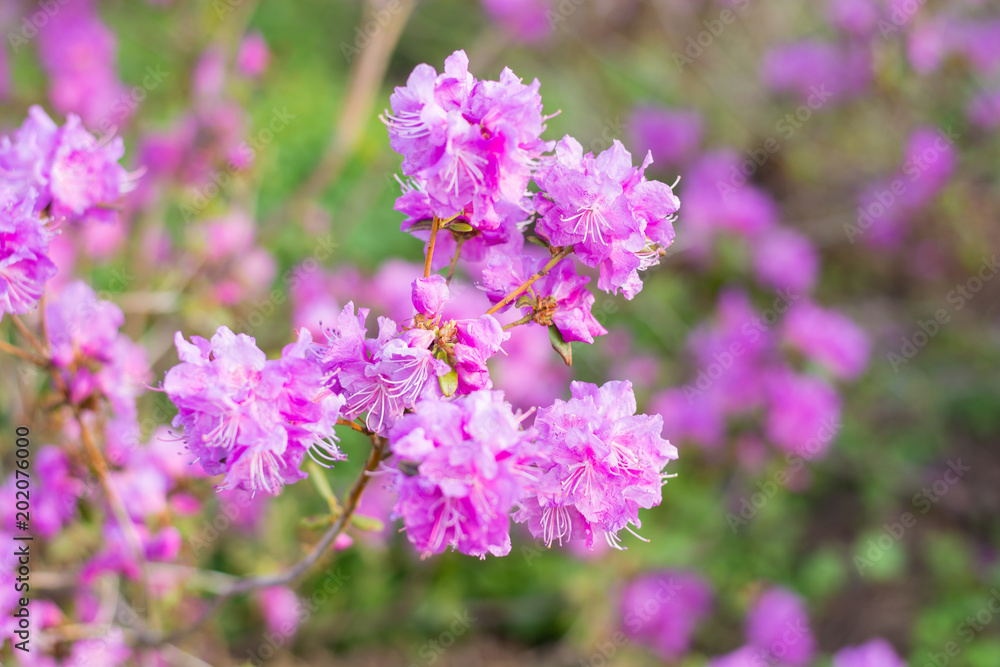 Purple lavender flowers in spring