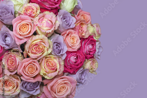 Bunch of multi-colored roses over lilac  purple. Selective focus with sample text