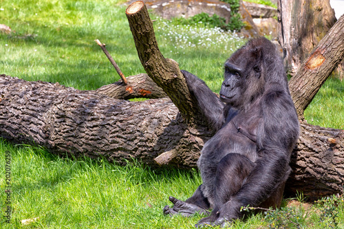 Obraz na plátně Female western lowland gorilla (Gorilla gorilla gorilla) chilling at a fallen tree on green grass