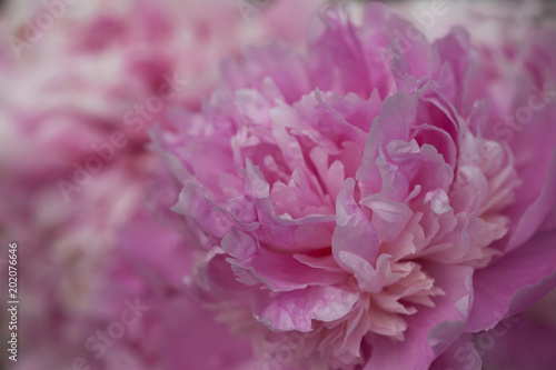 Pink peony in the garden, blur, close-up, background.