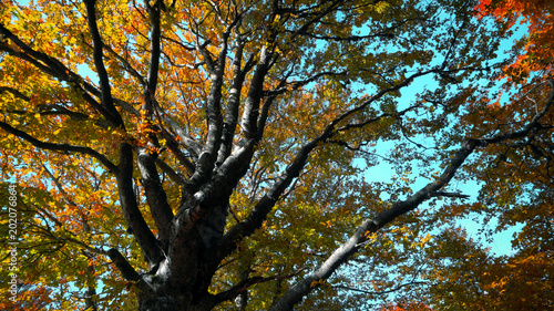 Autumn forest tree. nature background of  landscape wilderness © zefart