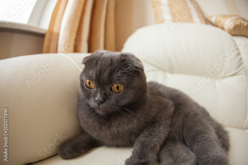 Funny gray scottishfold cat sitting on sofa and looking up - domestic pets concept