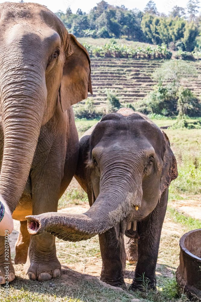 Fototapeta premium Elephants in Chiang Mai