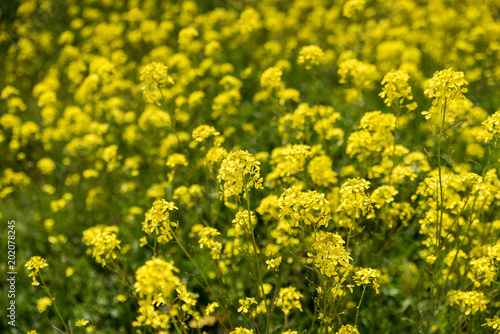 Flores amarillas en primavera © jfreplica