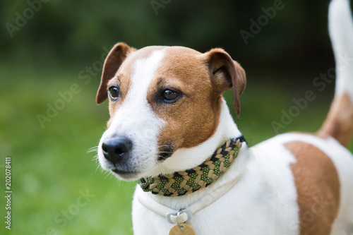 Jack Russell Terrier in the park   © 2207918