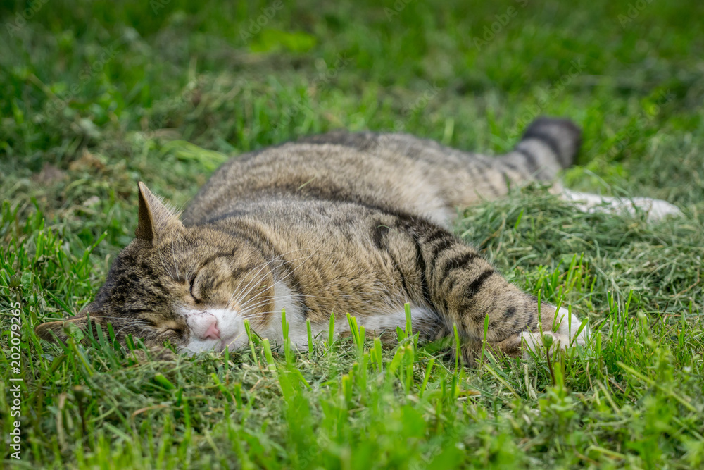 Multicolored cat enjoying spring on green grass. Cat sleep on green grass Multicolored cat enjoying spring on green grass. Cat sleep on green grass