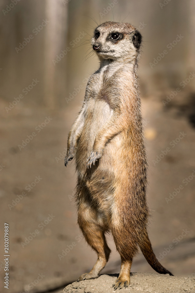 Erdmännchen Erdmännchen