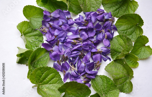beautiful spring tender floral composition, heart of purple flowers violets among green leaves
