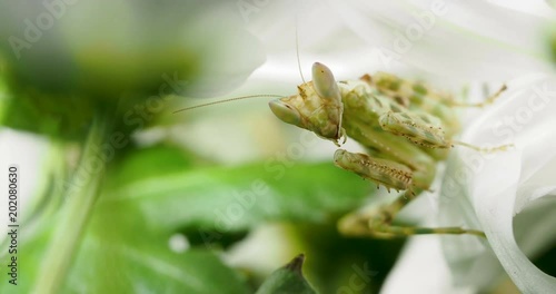 Creobroter meleagris mantis eating something in flower. photo