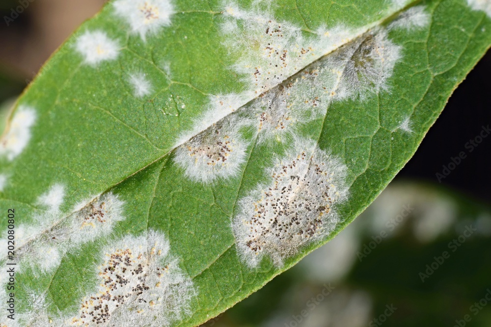 Wall Mural Detail of powdery mildew, plant disease