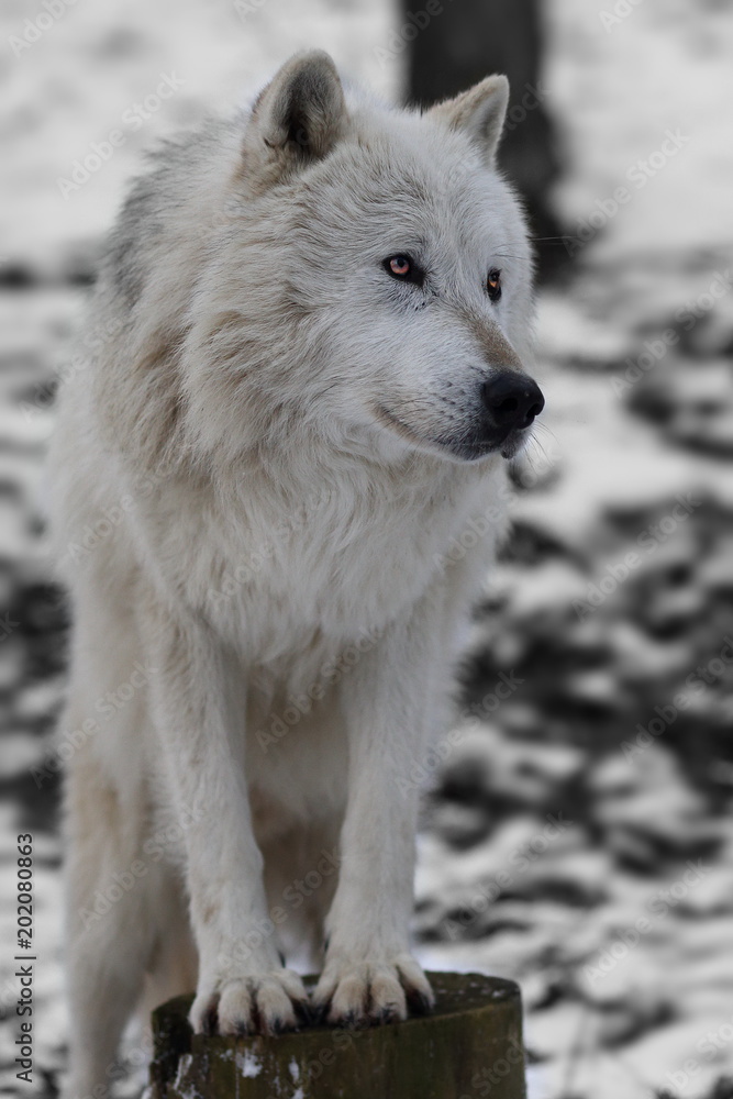 Weißer Wolf im Winter 