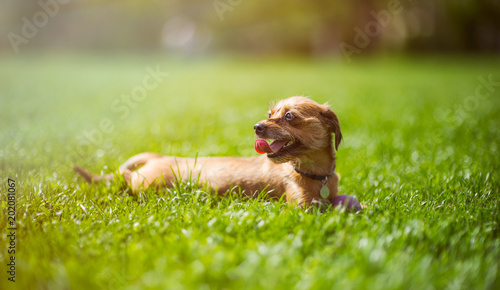 Quadro em tela Small dog lying in the grass with his ball in sunshine