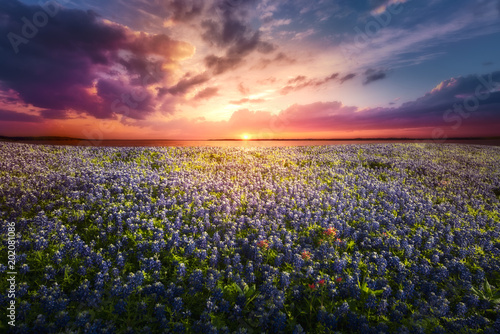 Texas Bluebonnet Sunset photo