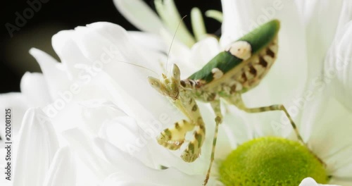 Creobroter meleagris mantis in flower. photo