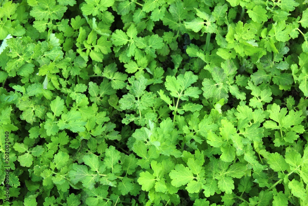 Fototapeta premium Texture of leaves