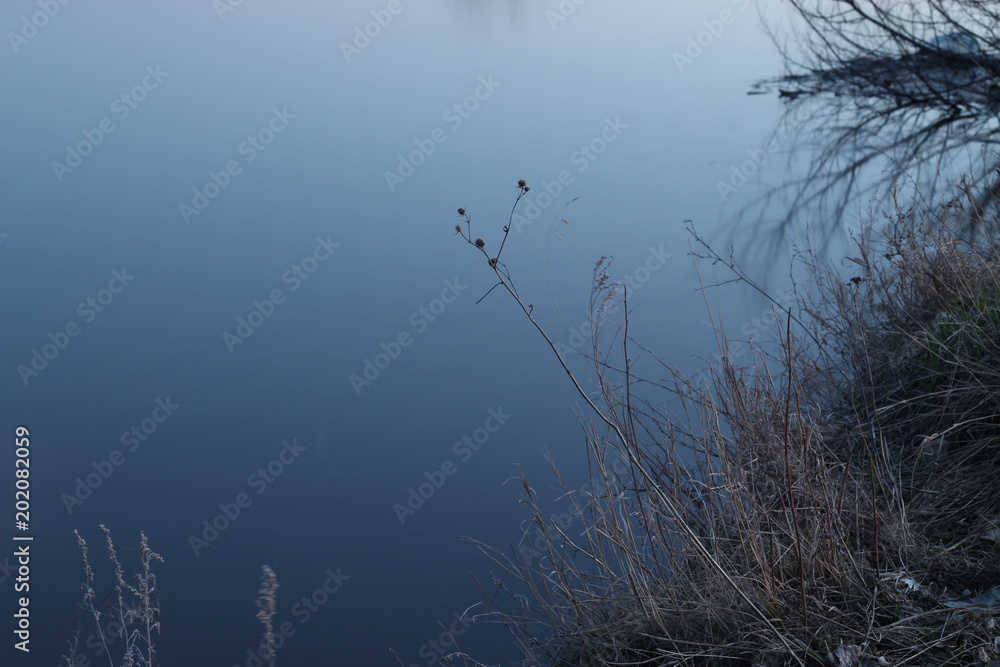 Fototapeta premium Grass on the background of water