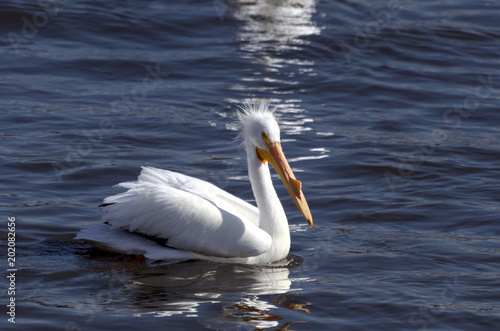 floating white pelican