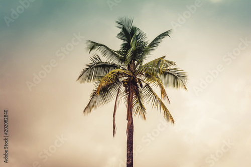 Fototapeta Naklejka Na Ścianę i Meble -  Stand alone coconut tree