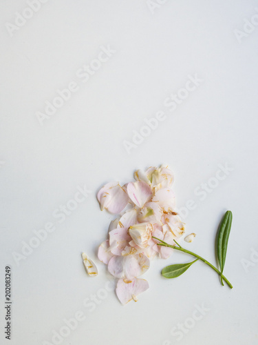 Leafless pink flower © alexat25