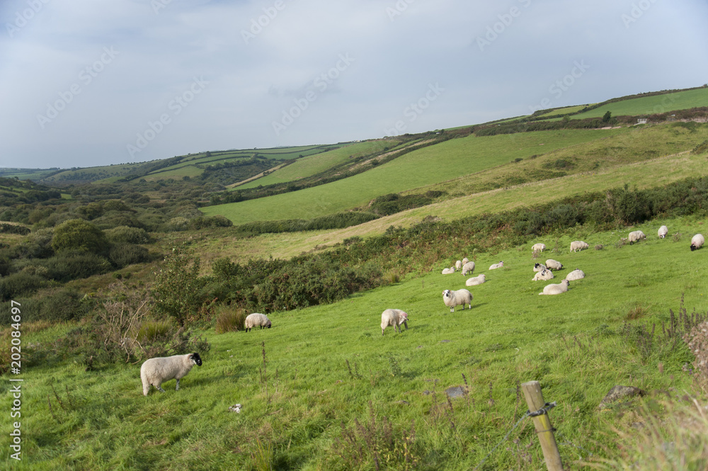 Irish sheep grazing