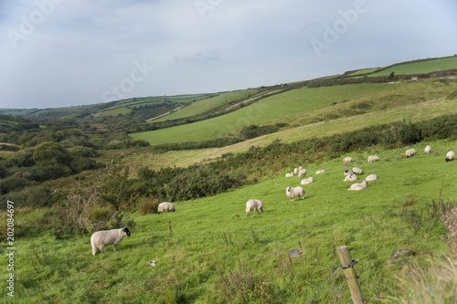 Irish sheep grazing