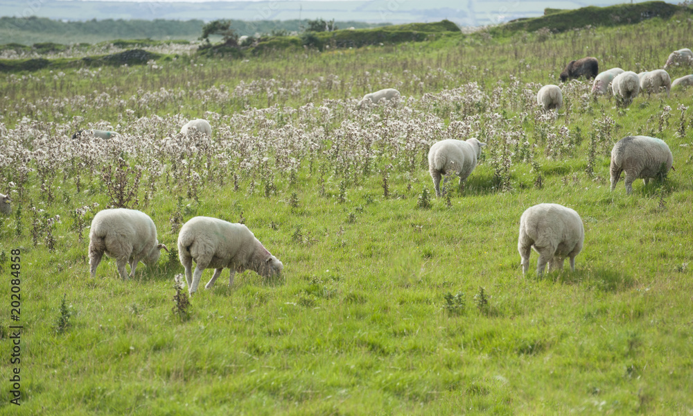 Irish sheep grazing Irish sheep grazing