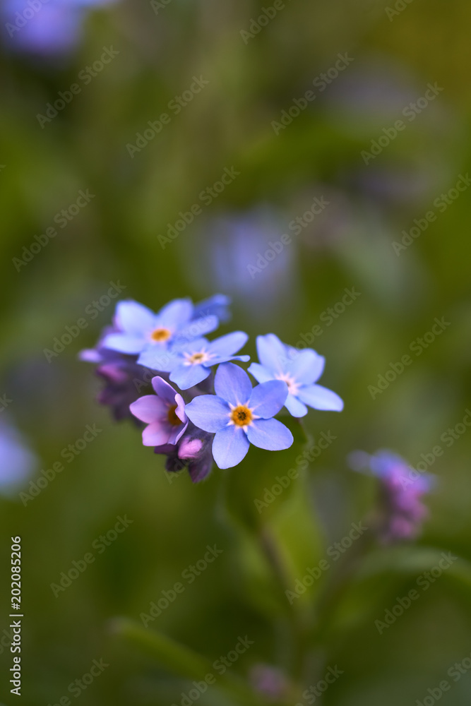 multiple blossoms of blue forget-me-not multiple blossoms of blue forget-me-not