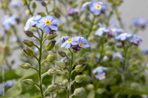 small forget-me-nots with still-closed buds on blurred background