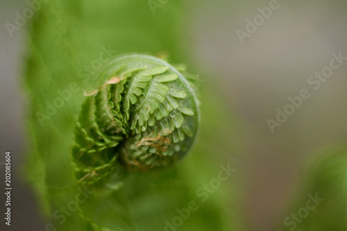 young fern in garden