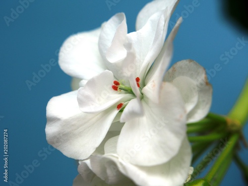 Fototapeta Naklejka Na Ścianę i Meble -  Buds of flowers geranium. The petals are white. Houseplant.