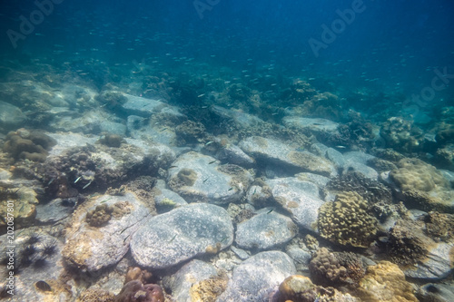 Stone pile with coral reef and school fish in sea