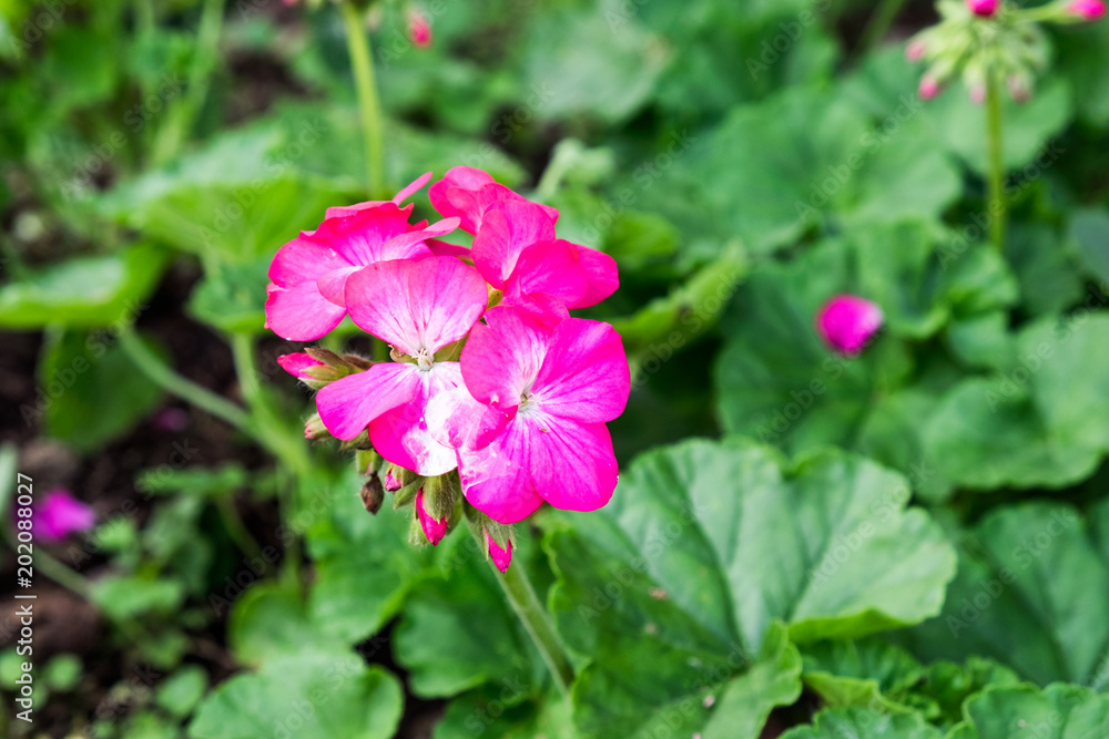 Pink flower blooming Pink flower blooming