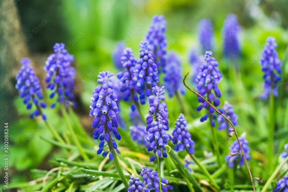 Fototapeta premium Blue Muscari flower. Slovakia