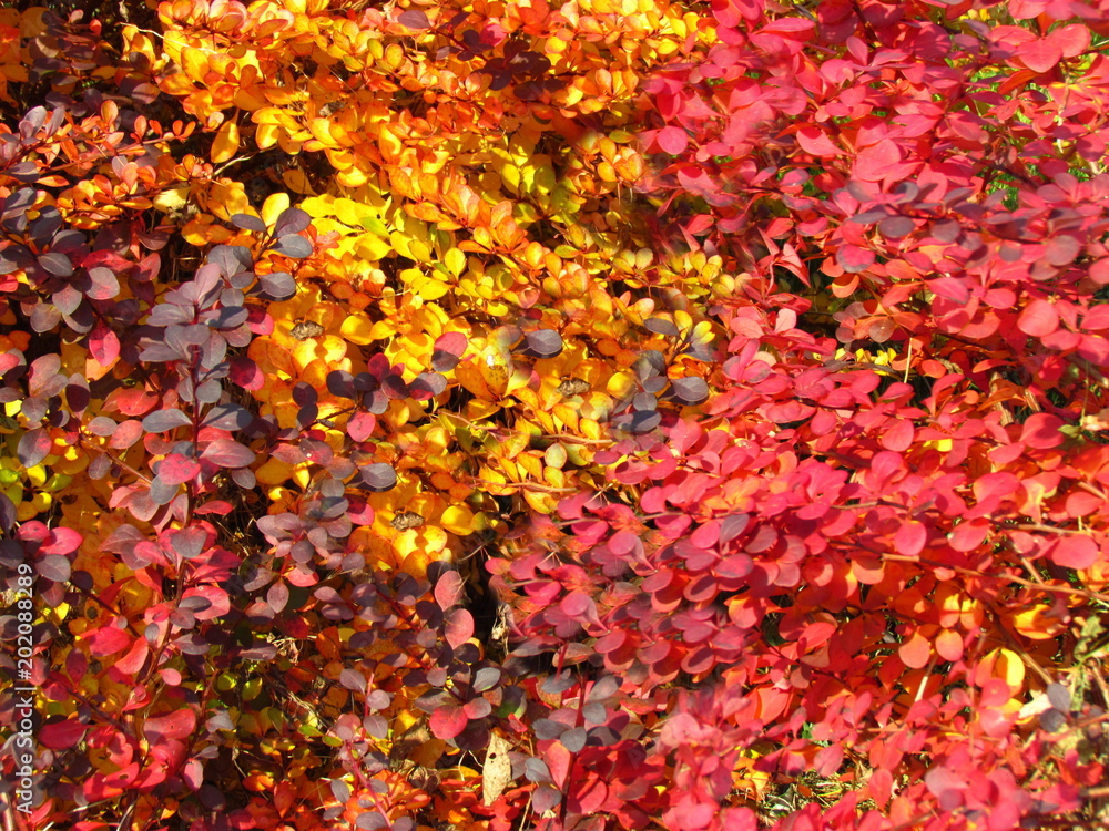 Autumn natural texture, small yellow, orange and red leaves Autumn natural texture, small yellow, orange and red leaves