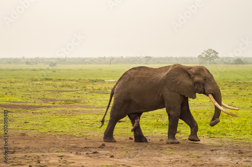 Huge elephant isolated on the trail in the savannah of Amboseli Park in Kenya