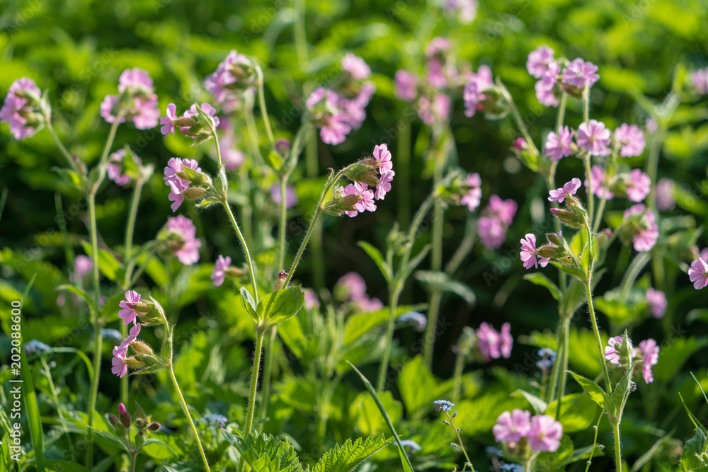 Blumen Blumen