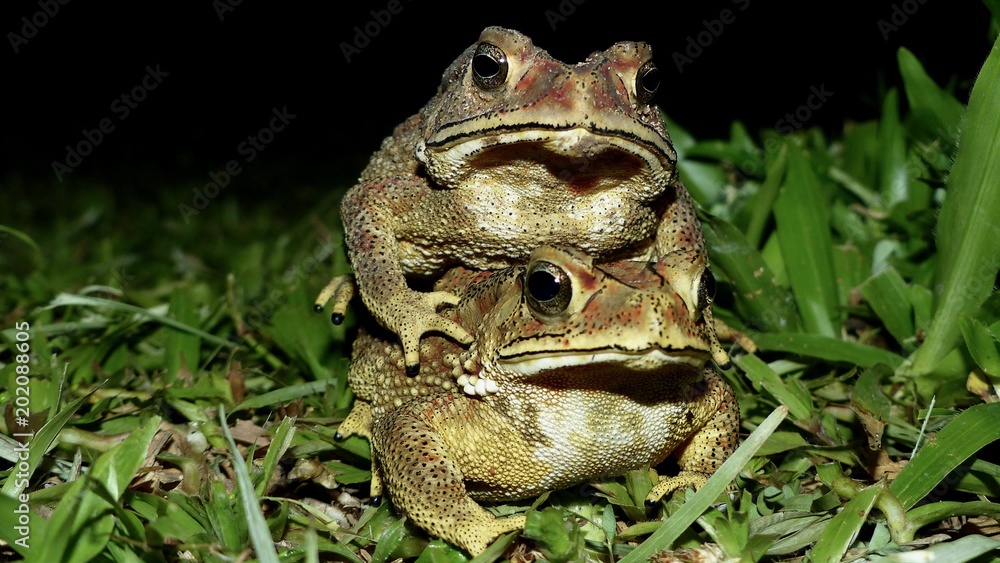 Frosch, Frösche, Kröte Frosch, Frösche, Kröte