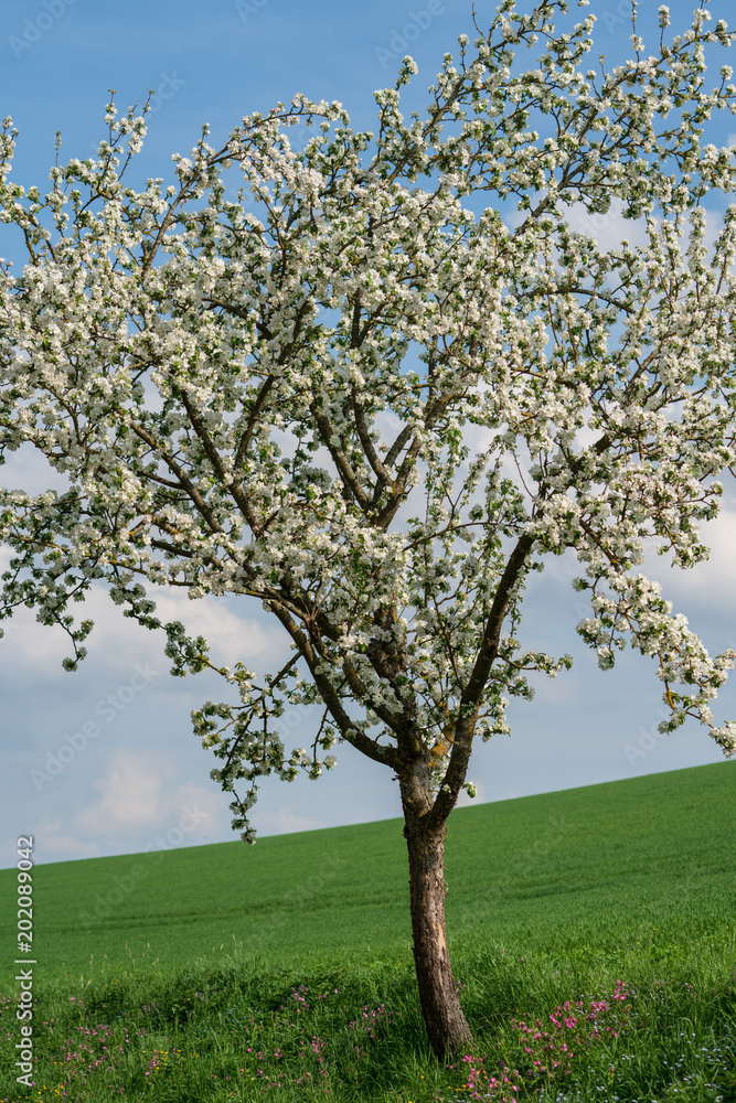 Fototapeta premium Obstblüten