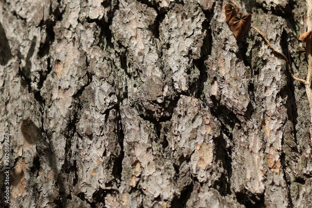 écorce d'arbre écorce d'arbre