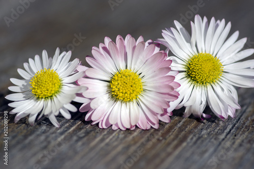 Amazing daisies  Bellis perennis flower heads on wooden table  flowering plants with white pink petals and yellow center