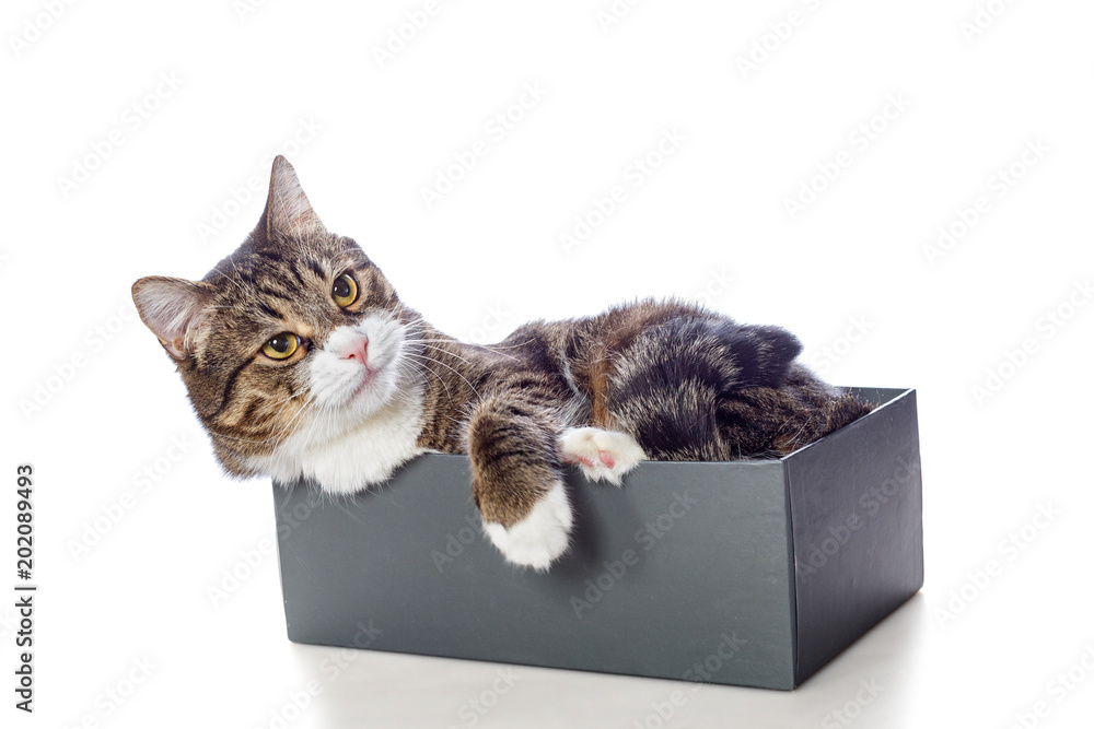 Beautiful gray cat lying in a box