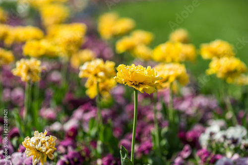 Summer flower sedd bed in a colorful garden with lawn
