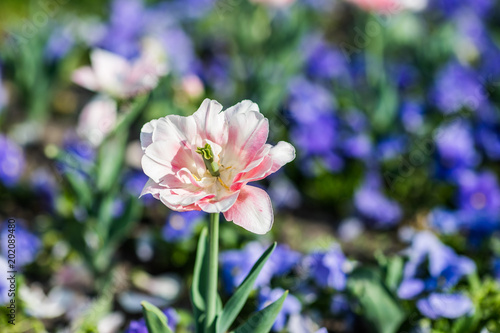 Summer flower seed bed in a colorful garden with lawn