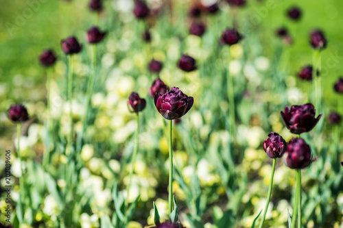 Summer flower sedd bed in a colorful garden with lawn photo