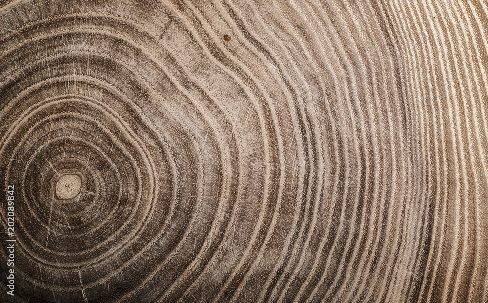 Fototapeta premium Kikut ściętego drzewa - część pnia z pierścieniami rocznymi. Plastry drewna.