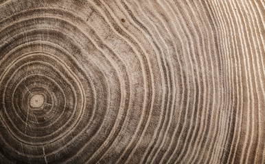  Stump of tree felled - section of the trunk with annual rings. Slice wood.