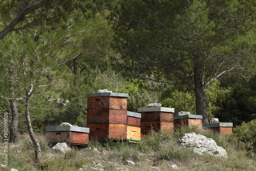 ruche d'abeilles
