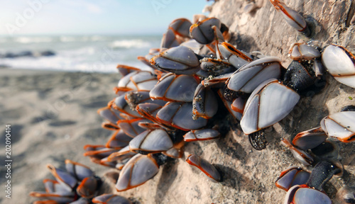 bivalve colony close up