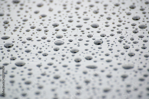 drops of water-repellent surface, after the rain