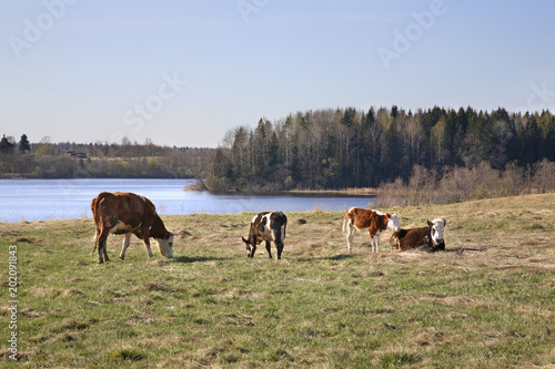 Cows at Stolobny Island near Ostashkov. Tver oblast. Russia